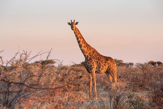 giraffe-5800387_640