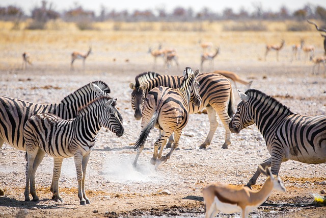 zebras-5015976_640